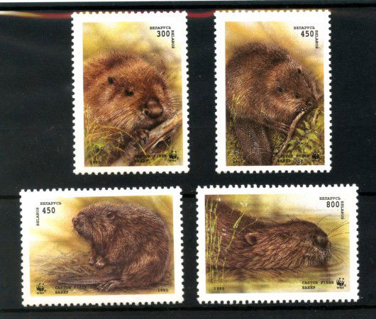 1995 - BIELORUSSIA - LOTTO/42943 - PROTEZIONE NATURA CASTORI 4v. - NUOVI