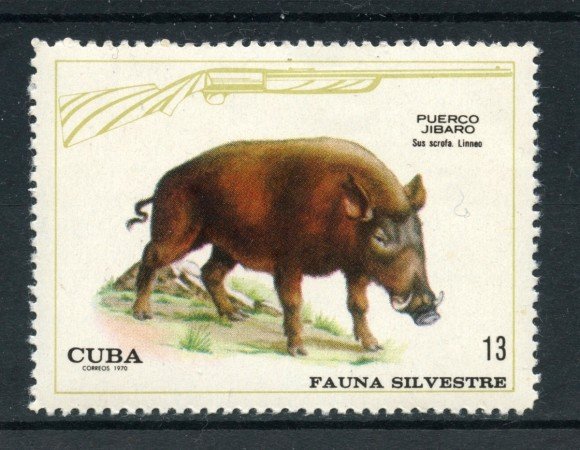 1970 - CUBA - 13c. FAUNA SILVESTRE CINGHIALE - NUOVO - LOTTO/27861